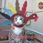 Funny Thanksgiving Memes