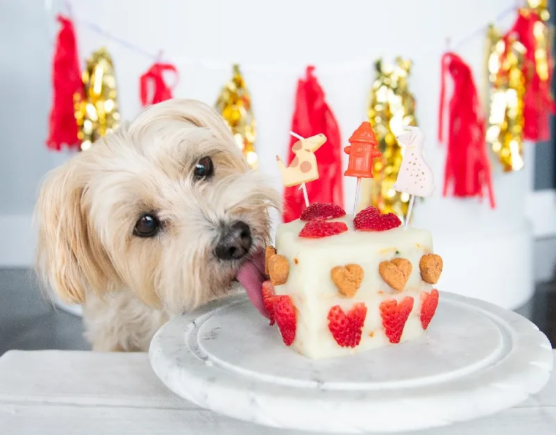Dog Birthday Cake Recipe